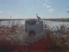 -盐城丹顶鹤湿地生态旅游区