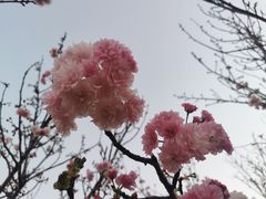 -天适樱花悠乐园