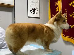 -半岛宠物医院24小时(科华中路店)
