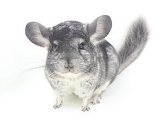 -龙猫仔乐园(惠福东路店)