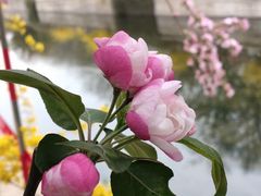 -海棠花溪(元大都城垣遗址公园)