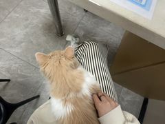 -瑞鹏宠物医院·骨外科·心肾科·肿瘤科(九亭店)