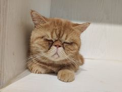 -猫小院猫主题餐厅(三里屯店)