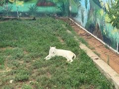 -西霞口神雕山野生动物世界