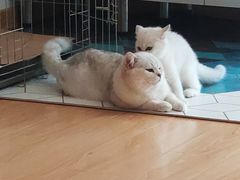 -东方名猫馆·英短金渐层布偶猫舍(环线广场1号楼店)