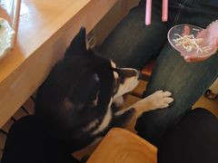 -柴の食堂·日式家庭料理·熊之肆(大学路店)
