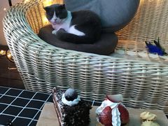 -喵zoo家庭繁育猫舍(尖东智能花园店)