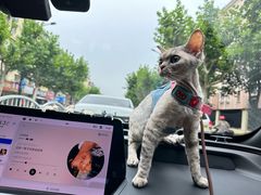 -momokira米努特·德文卷毛猫·棉花面纱犬