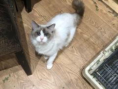 -猫色咖啡·猫咖
