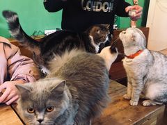 -李小姐の猫咖啡馆(五角场店)