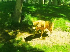 -北京野生动物园