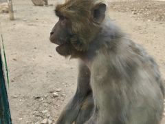 -大青山野生动物园