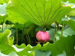 -陈家山荷花公园
