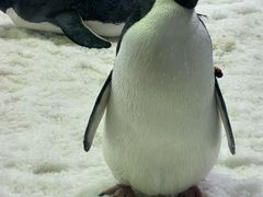 -珠海长隆海洋王国