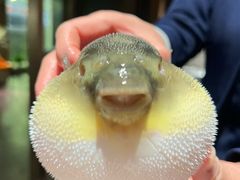 -肆月河豚·淮扬菜·湘菜(华天店)