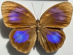 -上海昆虫博物馆