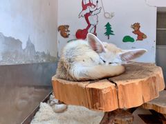 -大连森林动物园