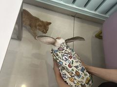 -北京观赏动物医院·24小时大型综合·猫专科·异宠专科