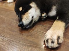 -柯斗斗主题餐厅·狗咖·围炉煮茶·茶饮(国瑞升平里店)