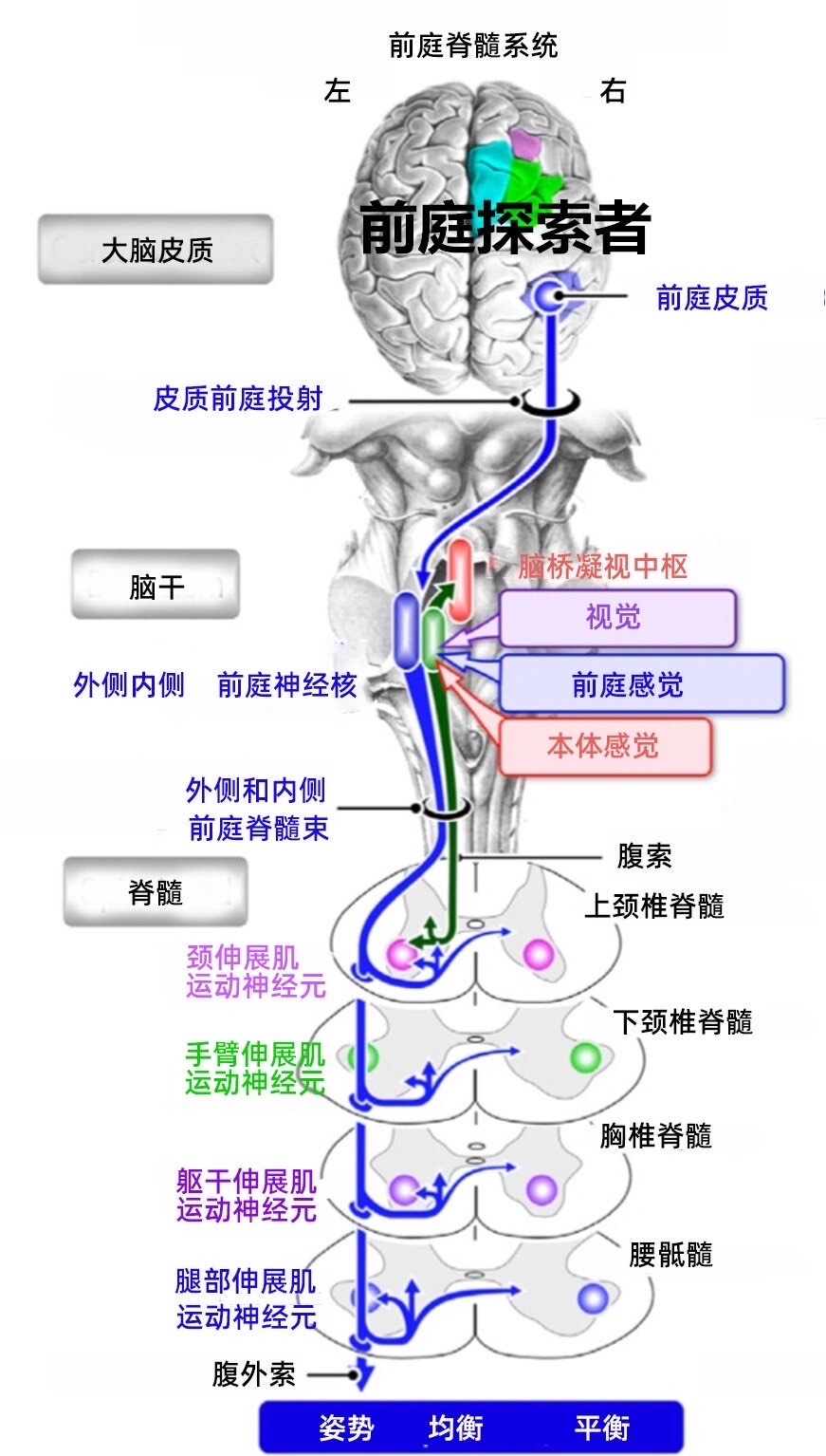 前庭神经 位置图片