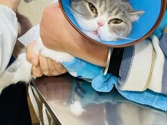 -瑞派名望24h动物医院异宠专科·猫专科·骨科·重症监护分院