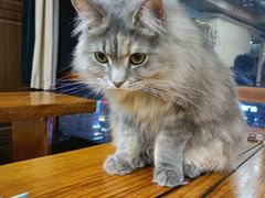 -蓝鲸·缅因猫舍
