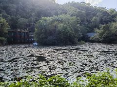 -野象谷景区