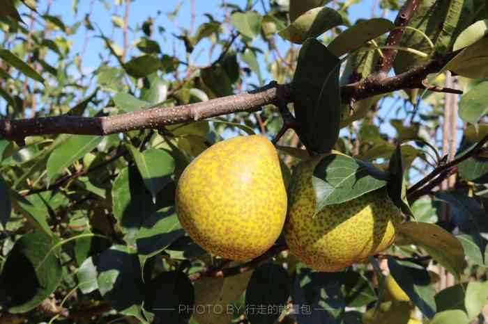 芦儿港梨树王风情旅游区-"莱阳梨正值上市,莱阳梨表面粗糙,有褐色锈.