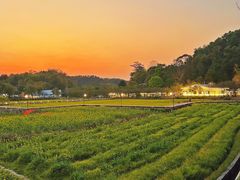 -红山村