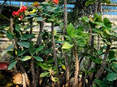 -国家植物园南园