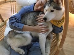 -Husky Go! 哈士奇体验馆·宠物咖啡厅狗咖