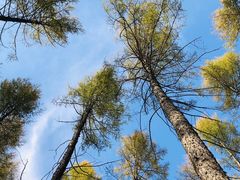 -塞罕坝国家级自然保护区