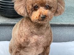 -宠福鑫康馨动物医院·骨科·眼科