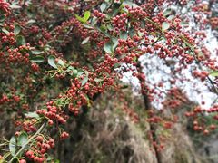 -重庆雨台山风景区