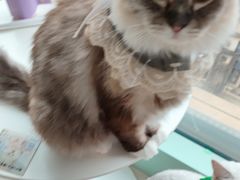 -怪兽屋·羊驼·猫咖·狗咖(俊华广场店)