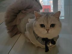 -中农国际动物医院24小时·猫科·骨科·急重症中心