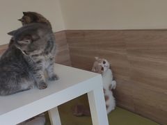 -滚猫咖啡·猫咖·猫友好撸猫(未来城店)