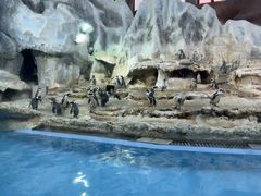 -帝企鹅自助餐厅•儿童岛•真企鹅(长隆企鹅酒店)