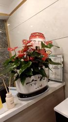 -Dr.林醫生产后修复·配方产康(南京江宁万达店)