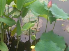 -映月湖公园