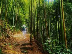 -缙云山景区