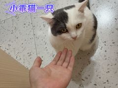 -喵园·猫主题咖啡厅·撸猫·猫咖(国贸店)