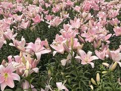 -花博汇(知音花月夜)