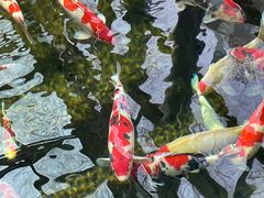 -观唐（国际）度假村温泉