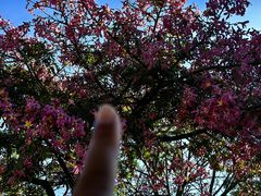 -集美学村