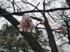 -无锡梅园公园