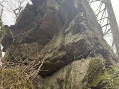 -天目山大树王景区