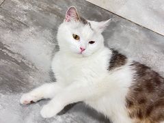 -楼上猫咖(罗湖店)