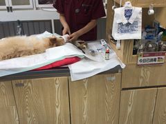 -瑞派·关忠动物医院·异宠专科·犬猫肿瘤·皮肤专科(望京店)