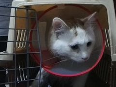 -康乐宝动物医院